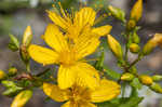 False spotted St. Johnswort